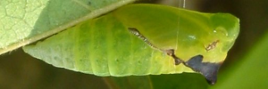 Pupae